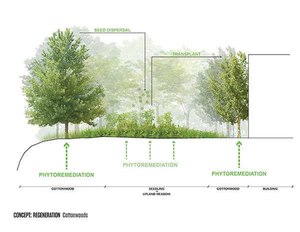 Volvo Cape Cod >> Thumbnail Cottonwood - Offshoots Volvo Cape Cod >> Thumbnail Cottonwood - Offshoots