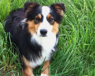 Merlin