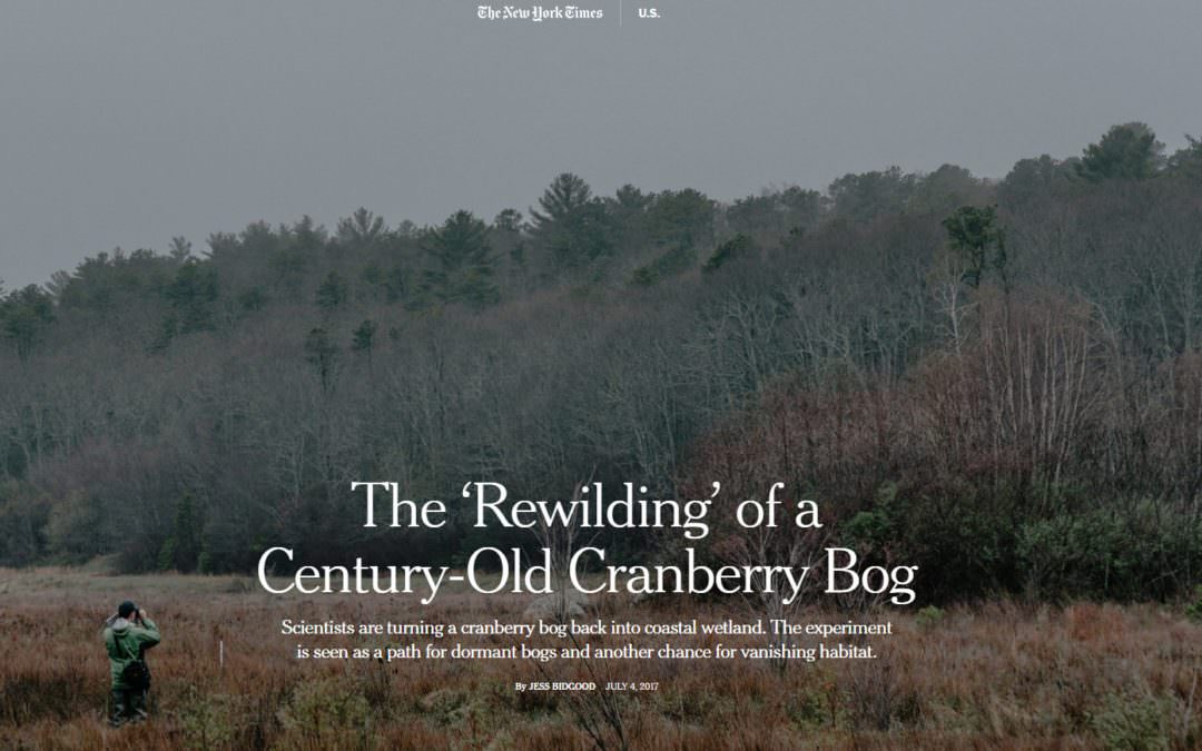 Using Old Cranberry Bogs to Create New Coastal Wetlands
