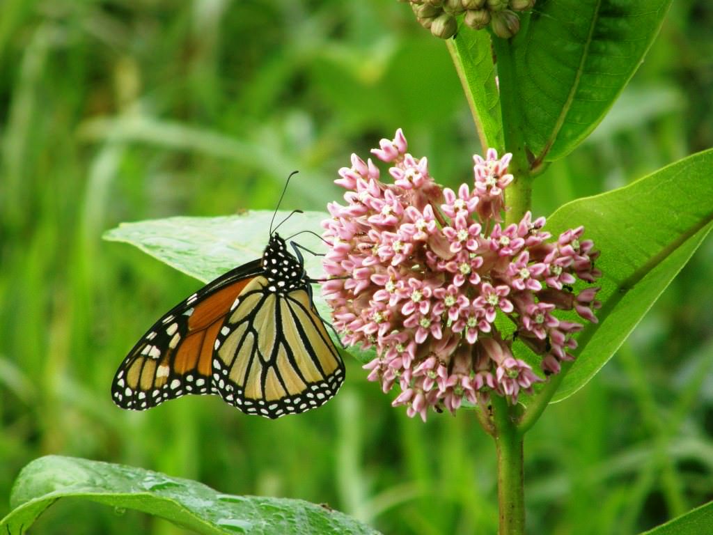 Milkweed attracts and kills Spotted Lanternfly! - Offshoots